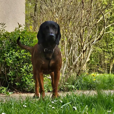 Sternchen 2 Holiday home